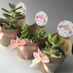 three succulents in small pots with pink bows and tags on the top