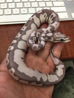 a person holding a large snake in their hand near a keyboard and computer mouse on a desk