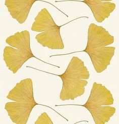 four green ginkoke leaves on a white background