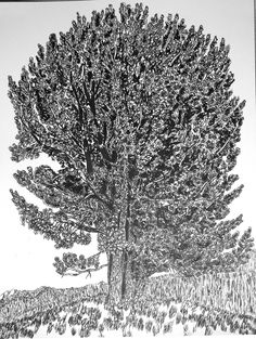 a black and white drawing of a tree