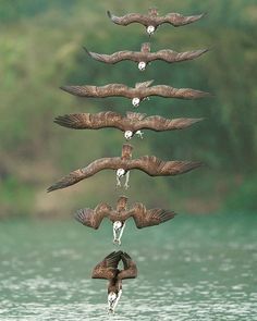 several birds flying in the air above water