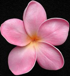 a pink flower on a black background