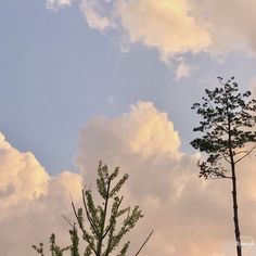 two tall trees standing next to each other on a cloudy day with the sky in the background