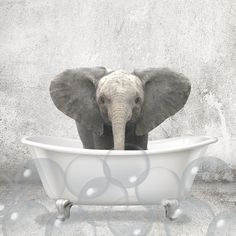 Baby Elephant Bath Poster Print by Allen Kimberly-VARPDXKASQ1835B Image 1 Elephant Bath, Elephants Photos, Stock Paper, Fine Arts Posters, Baby Elephant, Paper Stock, Art Poster, Fine Art Print, Posters Art Prints