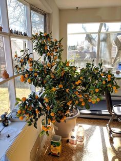 an orange tree in a pot next to a window