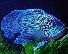 a blue fish in an aquarium with green plants and algae on the bottom part of it