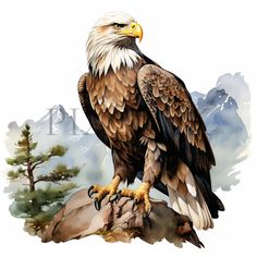 an eagle sitting on top of a rock next to a pine tree and mountain range