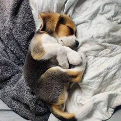 a small dog sleeping on top of a blanket