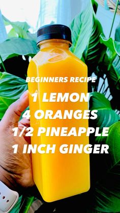 a hand holding a bottle of lemon oranges next to green plants with the words beginner's recipe 1 lemon 4 oranges 12 pineapple 1 inch ginger