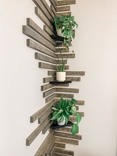 some plants are growing out of wooden shelves