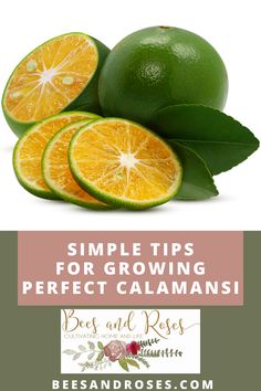 oranges and limes with the words simple tips for growing perfect calamans