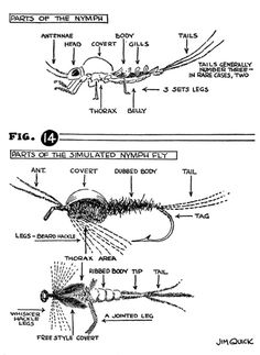 two diagrams showing the different types of flies and how they are attached to each other