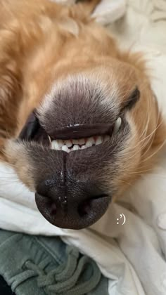 a close up of a dog's nose and teeth