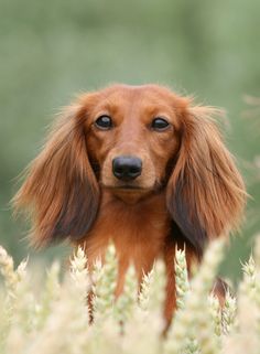 a long haired dachshund is standing in tall grass looking at the camera