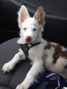 a white and brown dog laying on top of a car seat