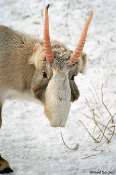 an animal with long horns standing in the snow