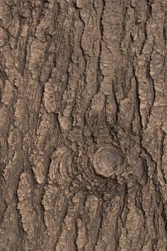 the bark of an old tree is brown and has a circular hole in it's center