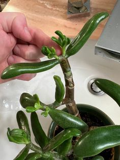 a person is holding a plant in the sink