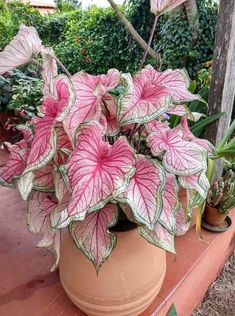 a potted plant with pink and green leaves