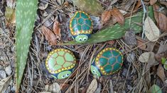 three painted turtles sitting on the ground next to green plants and brown leafy grass