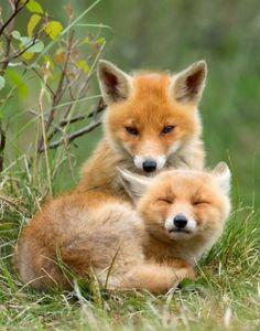 two baby foxes cuddle together in the grass