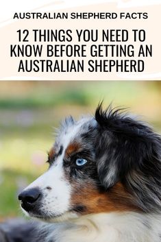 a collie dog with the title 12 things you need to know before getting an australian shepherd