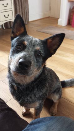 Frodo, Australian Cattle Dog Dog White, Dog Rules