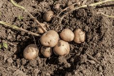 some potatoes are growing in the dirt