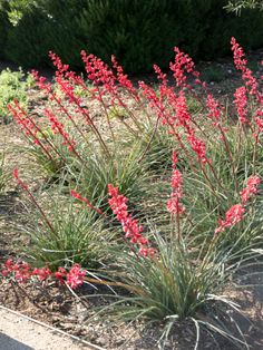 some red flowers are growing in the dirt