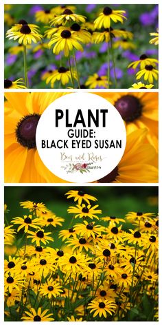 the plant guide for black - eyed susan is shown in three different pictures, including yellow and