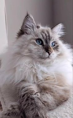 a fluffy cat with blue eyes sitting on the floor