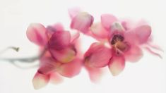 some pink flowers on a white background with blurry petals in the foreground and bottom right corner