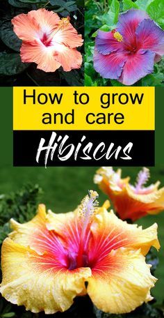 how to grow and care flowers in the garden with text overlay that reads, how to grow and care herbs