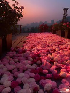 many pink and white flowers are on the ground near some buildings at sunset or dawn