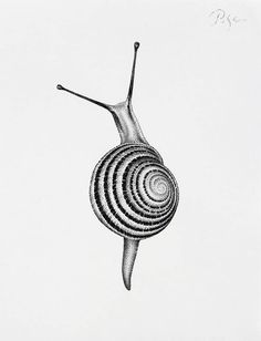 a black and white drawing of a snail's shell with spirals on it