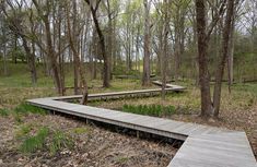 a wooden walkway in the middle of a forest