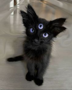 a black kitten with blue eyes walking across a floor