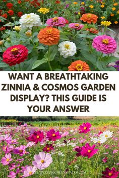 flowers with the words want a breathing zinna and cosmos garden display? this guide is your answer