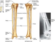 the bones of the lower limbs and upper limbs are shown in this diagram, with labels on