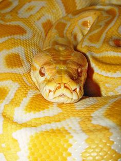 a yellow and white snake with its mouth open