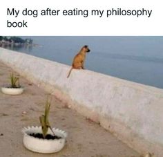 a dog sitting on top of a cement wall next to two white bowls with plants in them