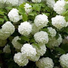 white flowers are blooming on the bush in front of some green leaves and branches