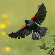 a black bird with red feathers flying in the air near yellow flowers and green grass