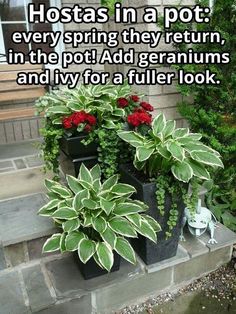 two potted plants sitting on the side of a house