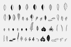 the different types of leaves are shown in black and white on a light gray background