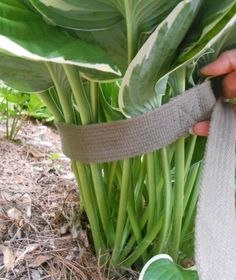 a person is holding a ribbon around a plant with large green leaves in the background