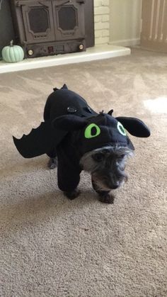 a small dog dressed up in a costume