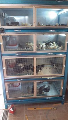 several cages filled with animals inside of a room