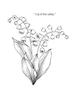 a black and white drawing of flowers with the words lily of the valley on it