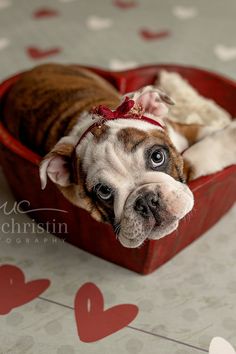 a brown and white dog laying in a heart shaped box